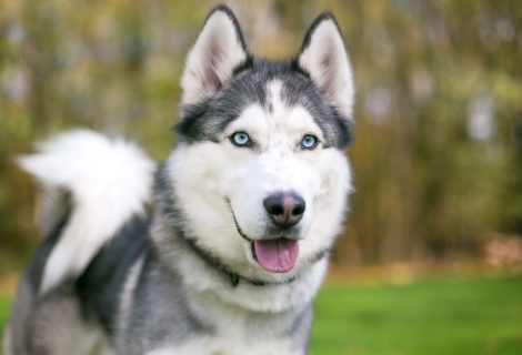 IStock 1257560163 Husky.2 Jpg