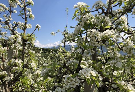 An orchard with apple blossoms in South Tyrol