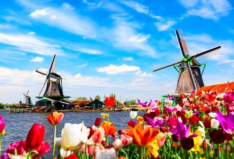 Dutch spring landscape. Blooming colorful tulips flowerbed against river and windmills. Zaanse Schans village in the Netherlands.